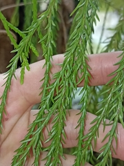 Phlegmariurus billardierei