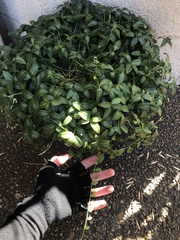 Ilex cornuta