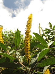 Abatia parviflora