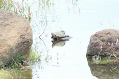 Kinosternon integrum