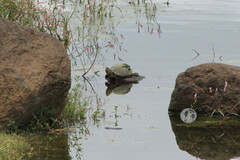 Kinosternon integrum