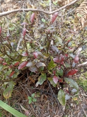 Pterophylla racemosa