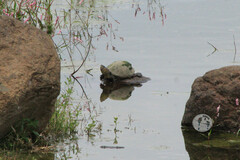 Kinosternon integrum