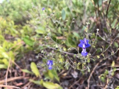 Trichostema suffrutescens