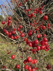 Viburnum opulus americanum
