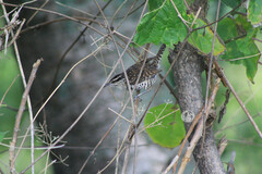 Campylorhynchus jocosus