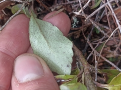 Pterophylla racemosa