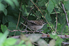 Campylorhynchus jocosus