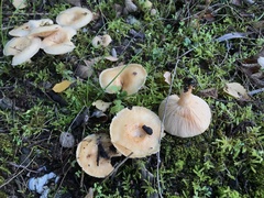 Lactarius alnicola