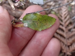 Pterophylla racemosa