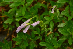 Penstemon ellipticus