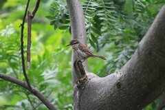 Campylorhynchus jocosus