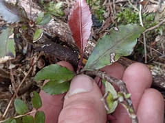 Pterophylla racemosa