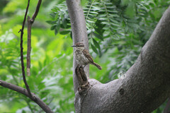 Campylorhynchus jocosus