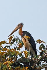 Leptoptilos javanicus