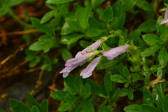 Penstemon ellipticus