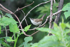 Campylorhynchus jocosus