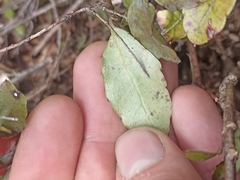 Pterophylla racemosa