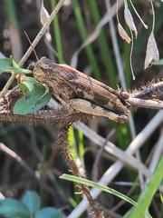 Melanoplus scudderi