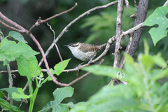 Campylorhynchus jocosus