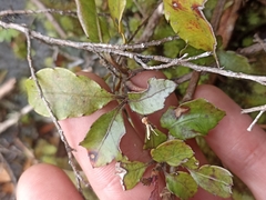 Pterophylla racemosa