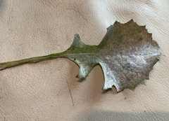 Golovinomyces cichoracearum