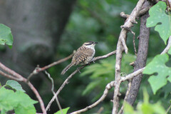 Campylorhynchus jocosus