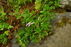 Penstemon ellipticus