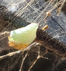 Flatormenis proxima