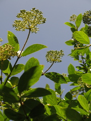 Viburnum tinoides