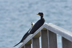 Microcarbo melanoleucos brevirostris