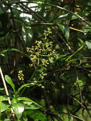 Valeriana clematitis