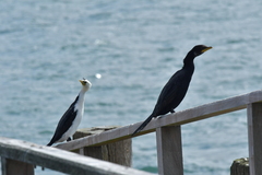 Microcarbo melanoleucos brevirostris