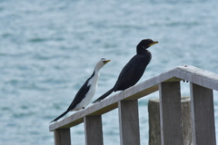 Microcarbo melanoleucos brevirostris