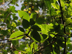 Valeriana clematitis