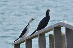 Microcarbo melanoleucos brevirostris