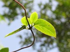 Valeriana clematitis