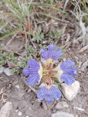 Blepharis procumbens