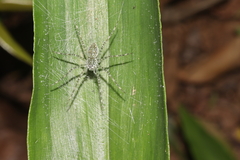 Thaumasia