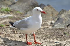 Chroicocephalus novaehollandiae scopulinus