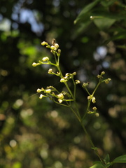 Valeriana clematitis