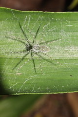 Thaumasia