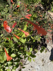 Clinopodium coccineum