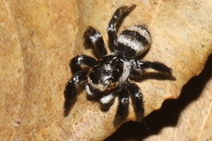 Corythalia argentinensis
