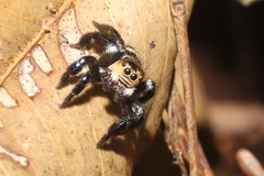 Corythalia argentinensis