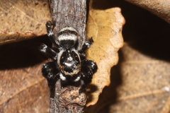 Corythalia argentinensis