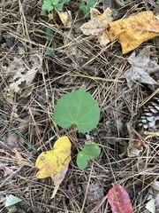 Desmodium rotundifolium