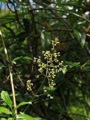 Valeriana clematitis