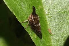 Aconophora