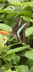 Graphium sarpedon connectens